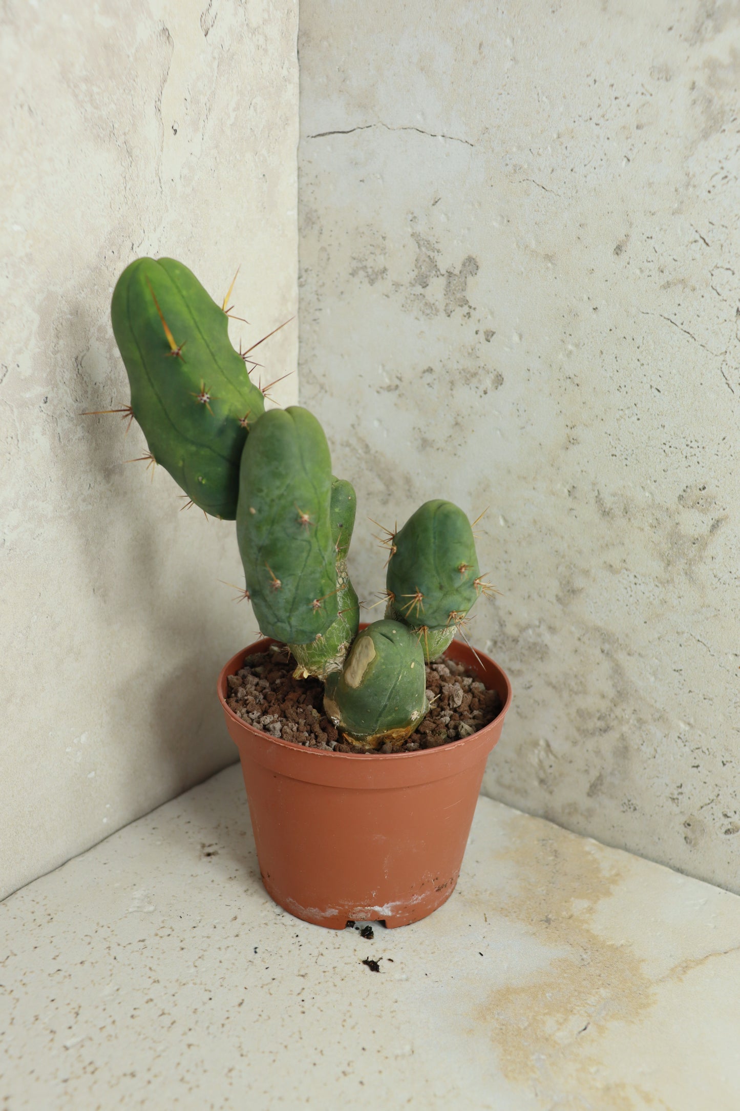 Trichocereus bridgesii monstrosus – Einzelstück #0004