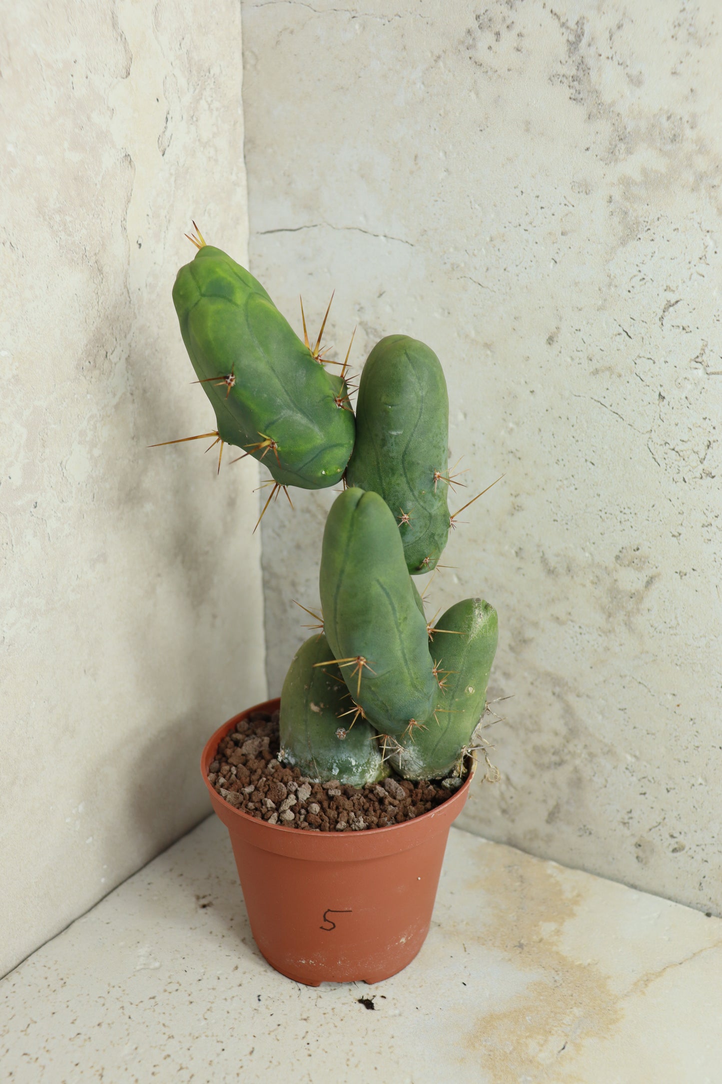 Trichocereus bridgesii monstrosus – Einzelstück #0005