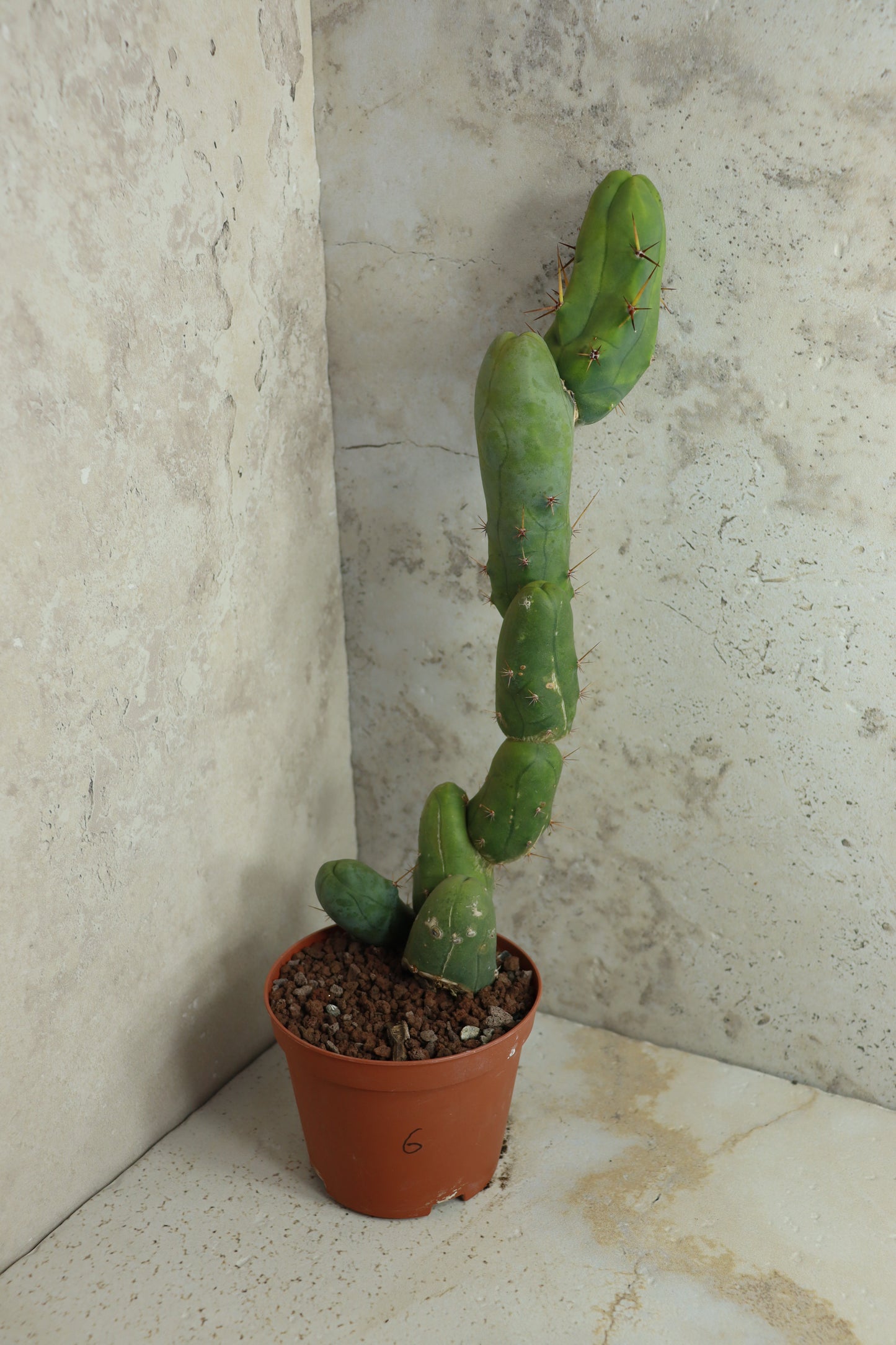 Trichocereus bridgesii monstrosus – Einzelstück #0006