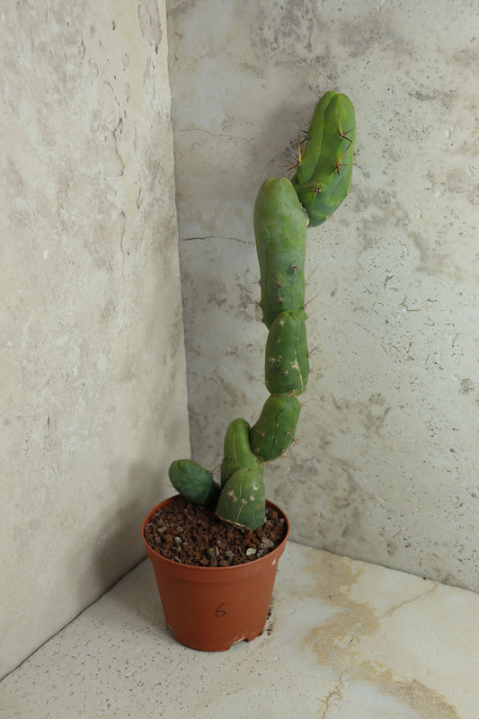 Trichocereus bridgesii monstrosus – Einzelstück #0006