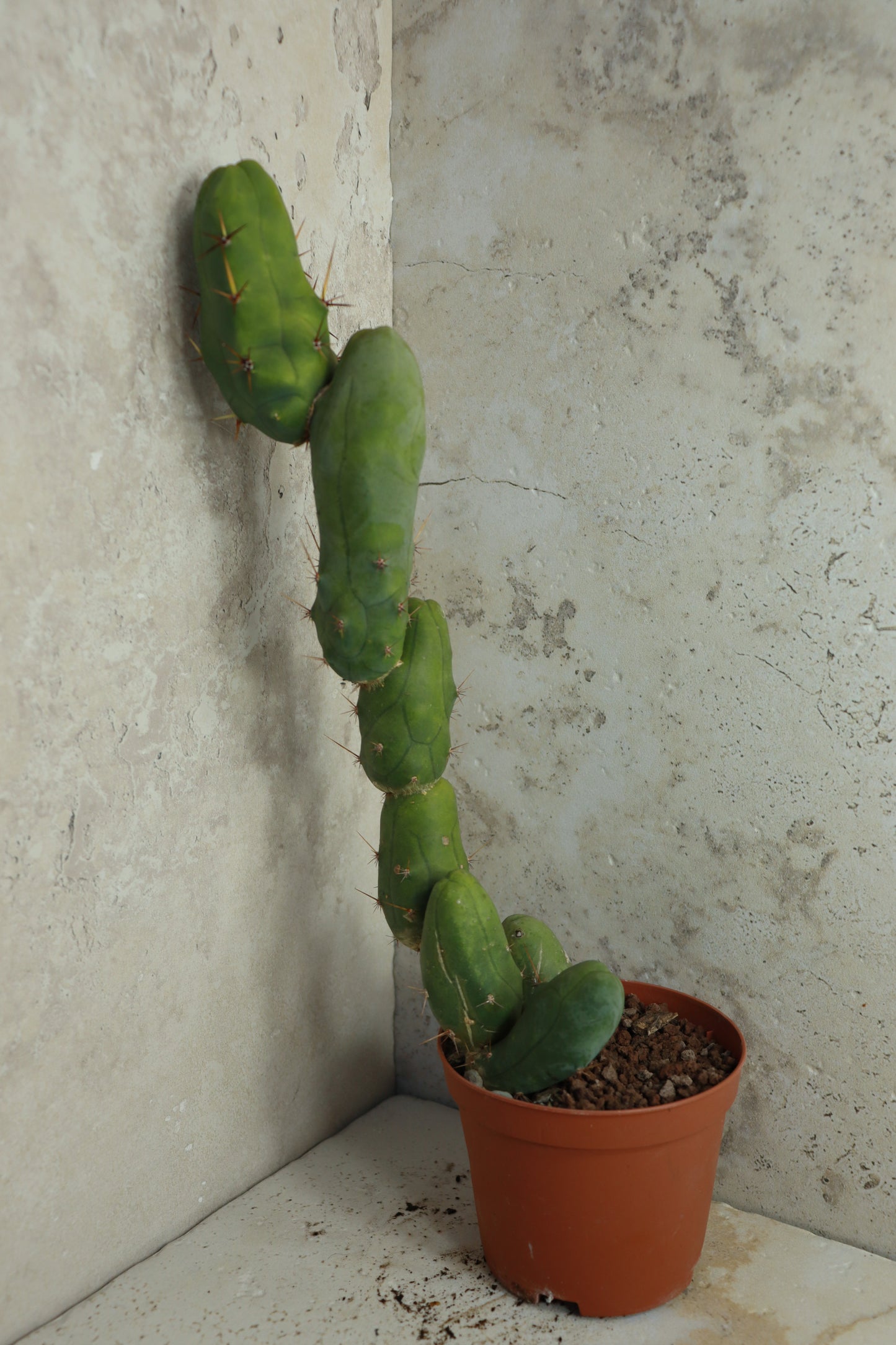Trichocereus bridgesii monstrosus – Einzelstück #0006