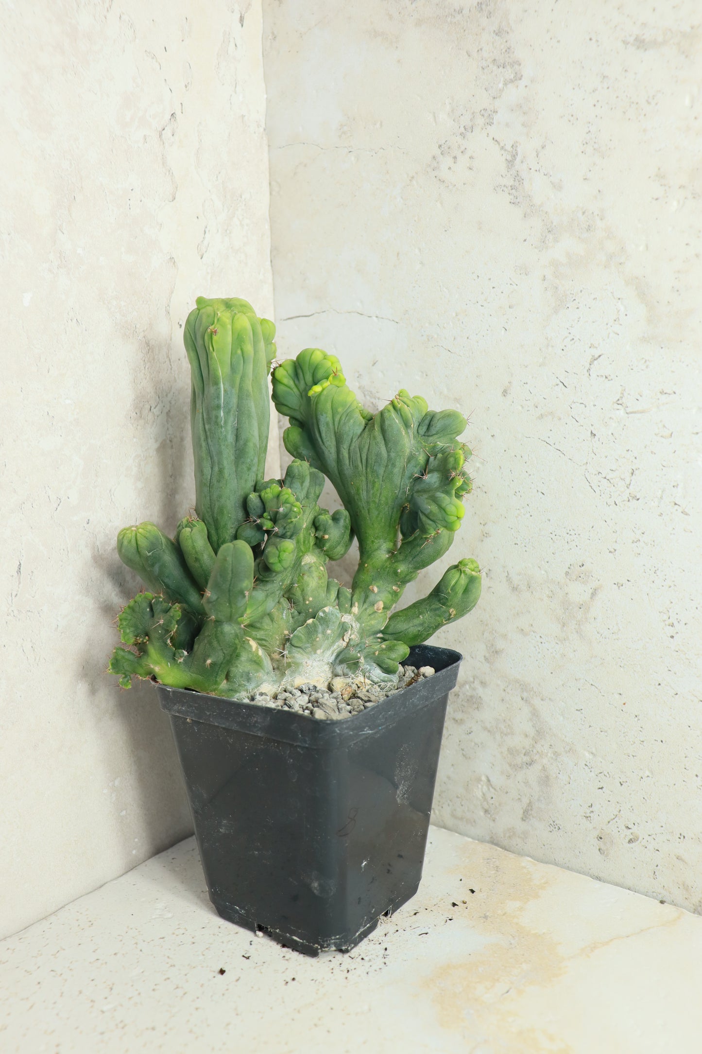 Trichocereus bridgesii monstrosus cristata – Einzelstück #0008