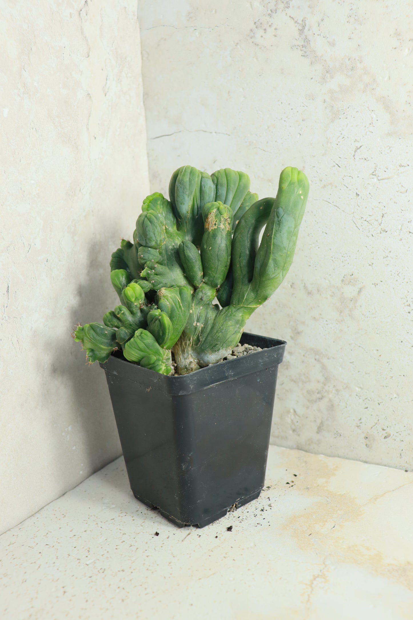 Trichocereus bridgesii monstrosus cristata – Einzelstück #0009