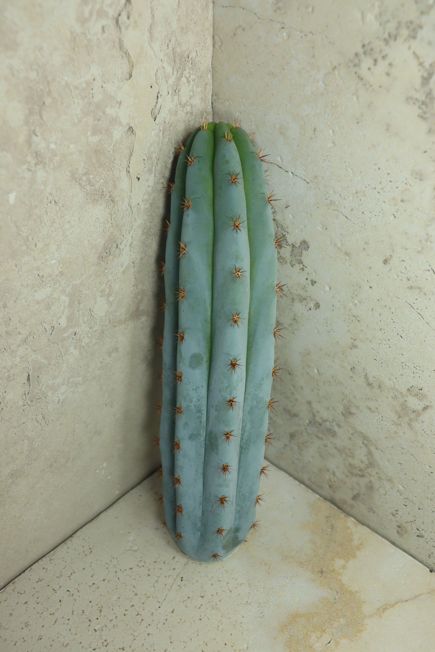 Trichocereus peruvianus Klon 'Sharxx Blue' – Einzelstück #0010