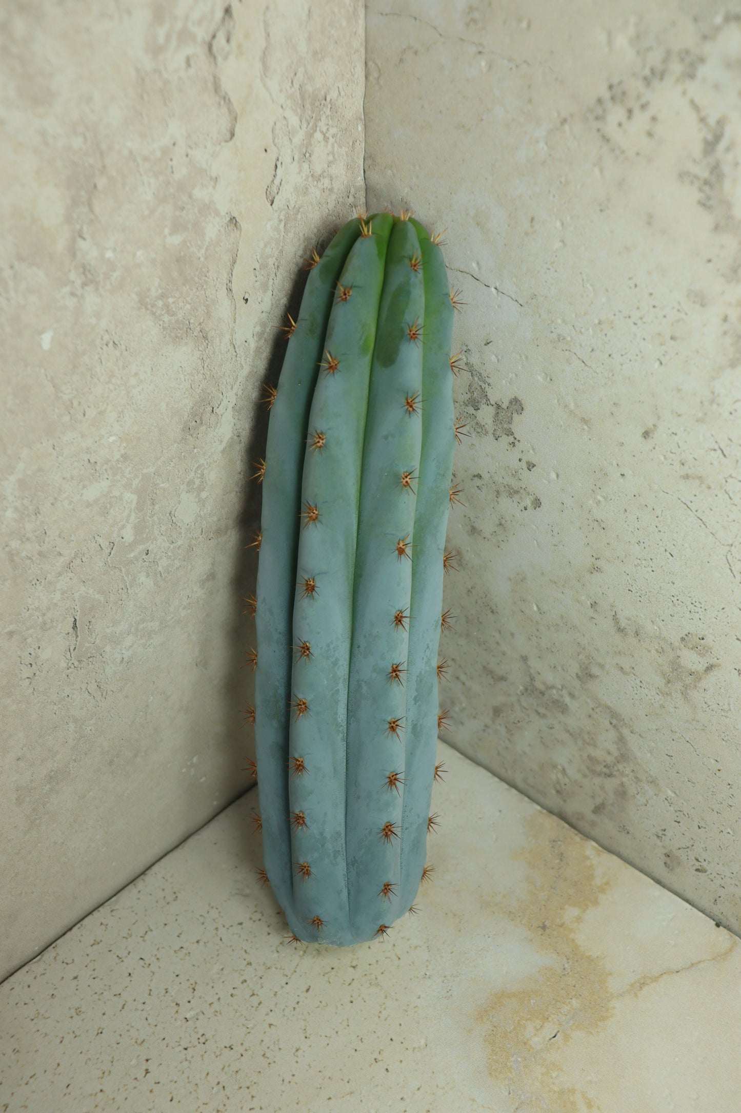 Trichocereus peruvianus Klon 'Sharxx Blue' – Einzelstück #0010