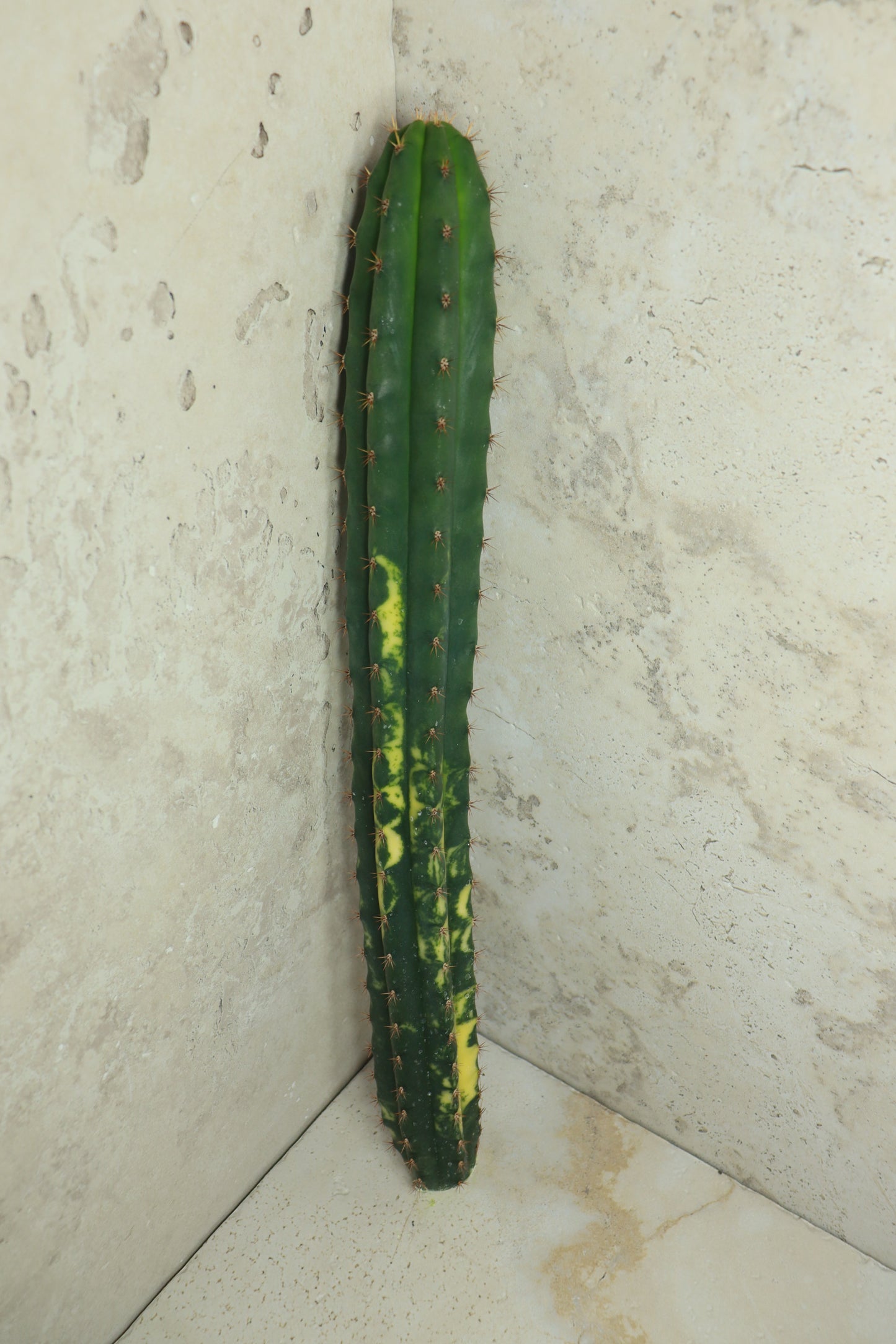 Trichocereus pachanoi Klon 'Ogrod T102' – Einzelstück #0011