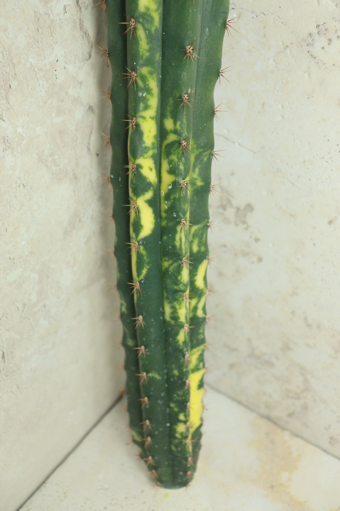 Trichocereus pachanoi Klon 'Ogrod T102' – Einzelstück #0011