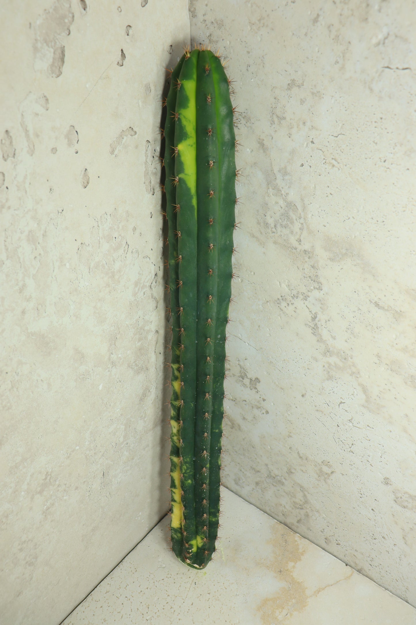 Trichocereus pachanoi Klon 'Ogrod T102' – Einzelstück #0011