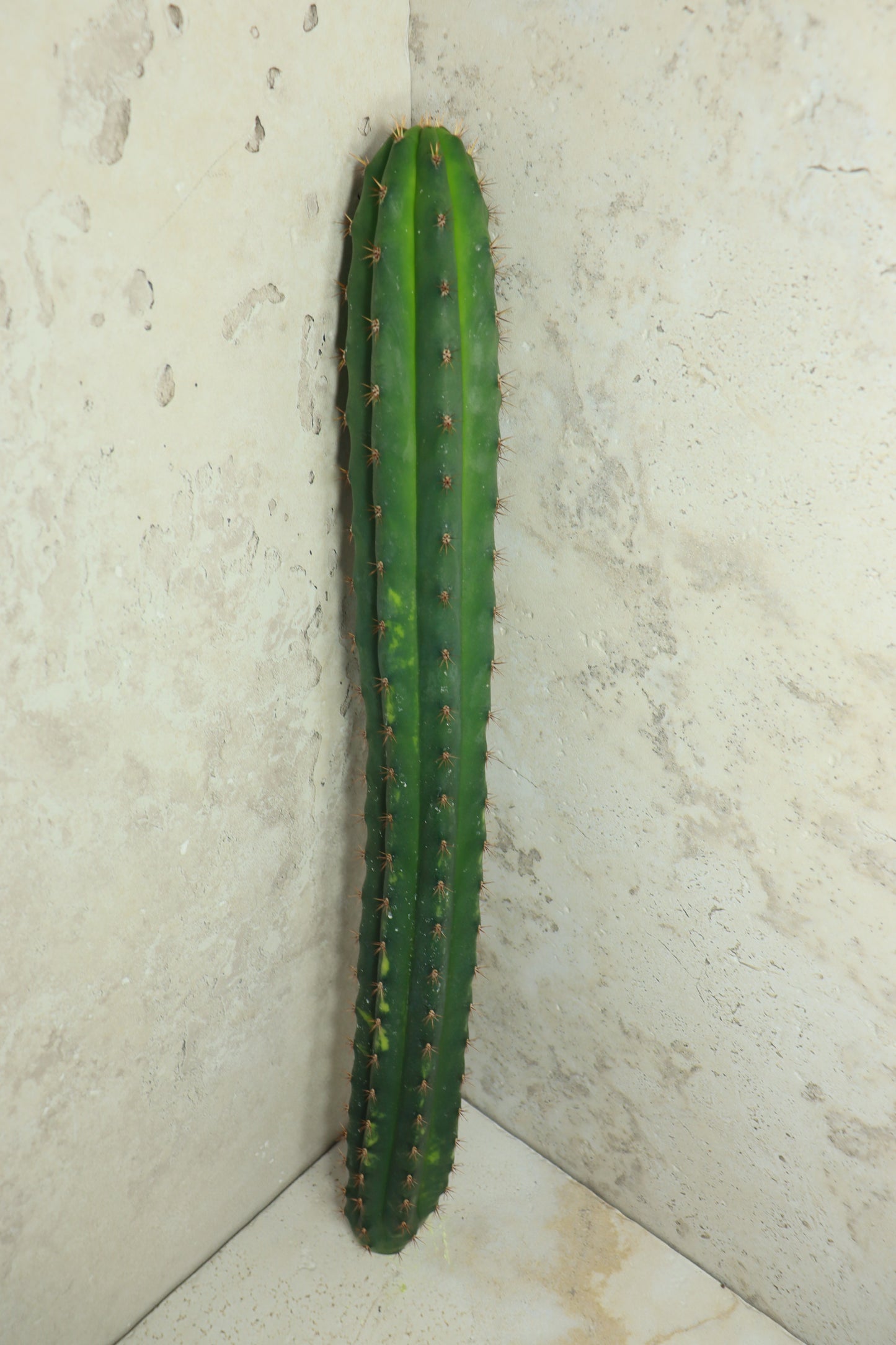 Trichocereus pachanoi Klon 'Ogrod T102' – Einzelstück #0012