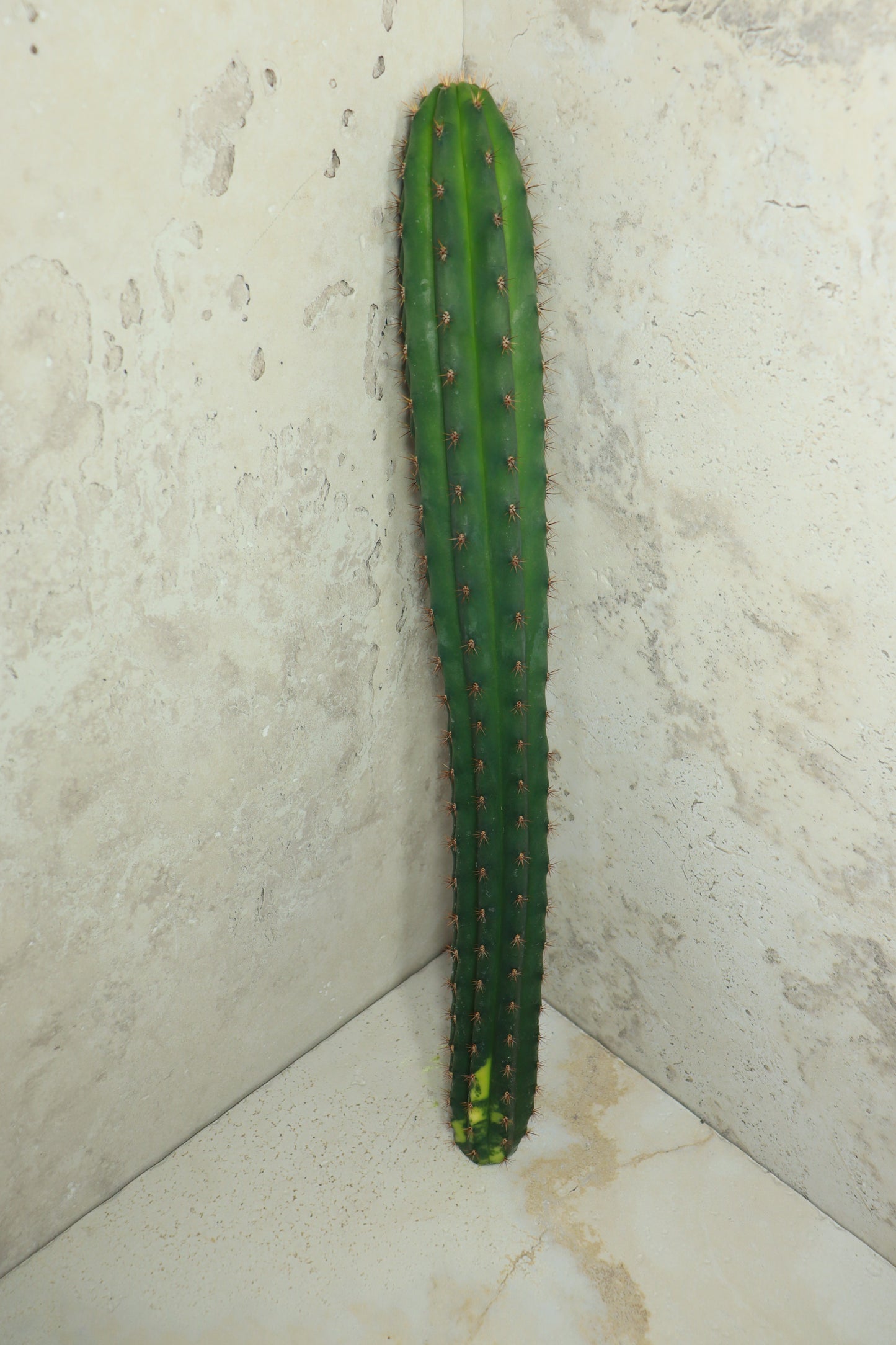 Trichocereus pachanoi Klon 'Ogrod T102' – Einzelstück #0012