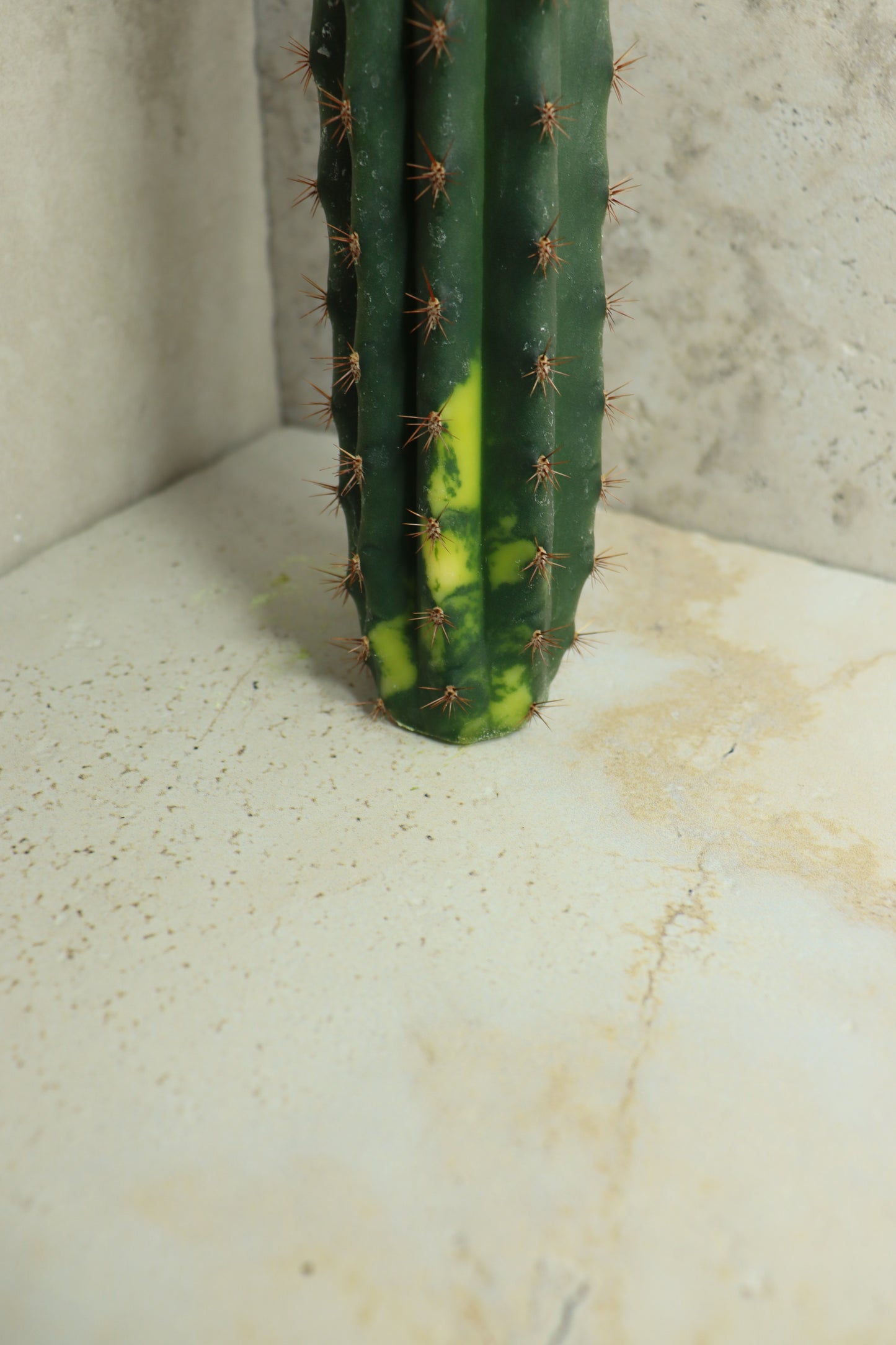 Trichocereus pachanoi Klon 'Ogrod T102' – Einzelstück #0012