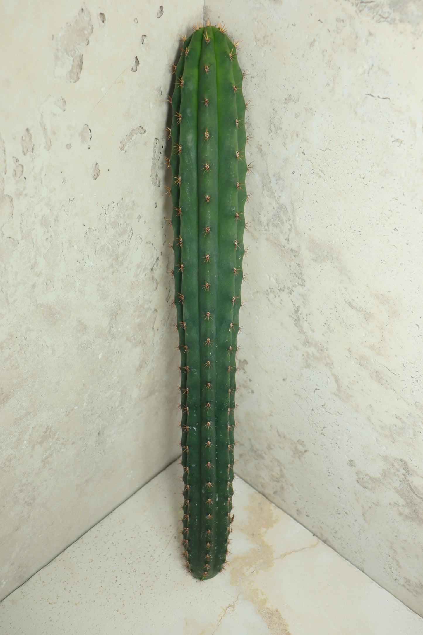 Trichocereus pachanoi Klon 'Ogrod T102' – Einzelstück #0013