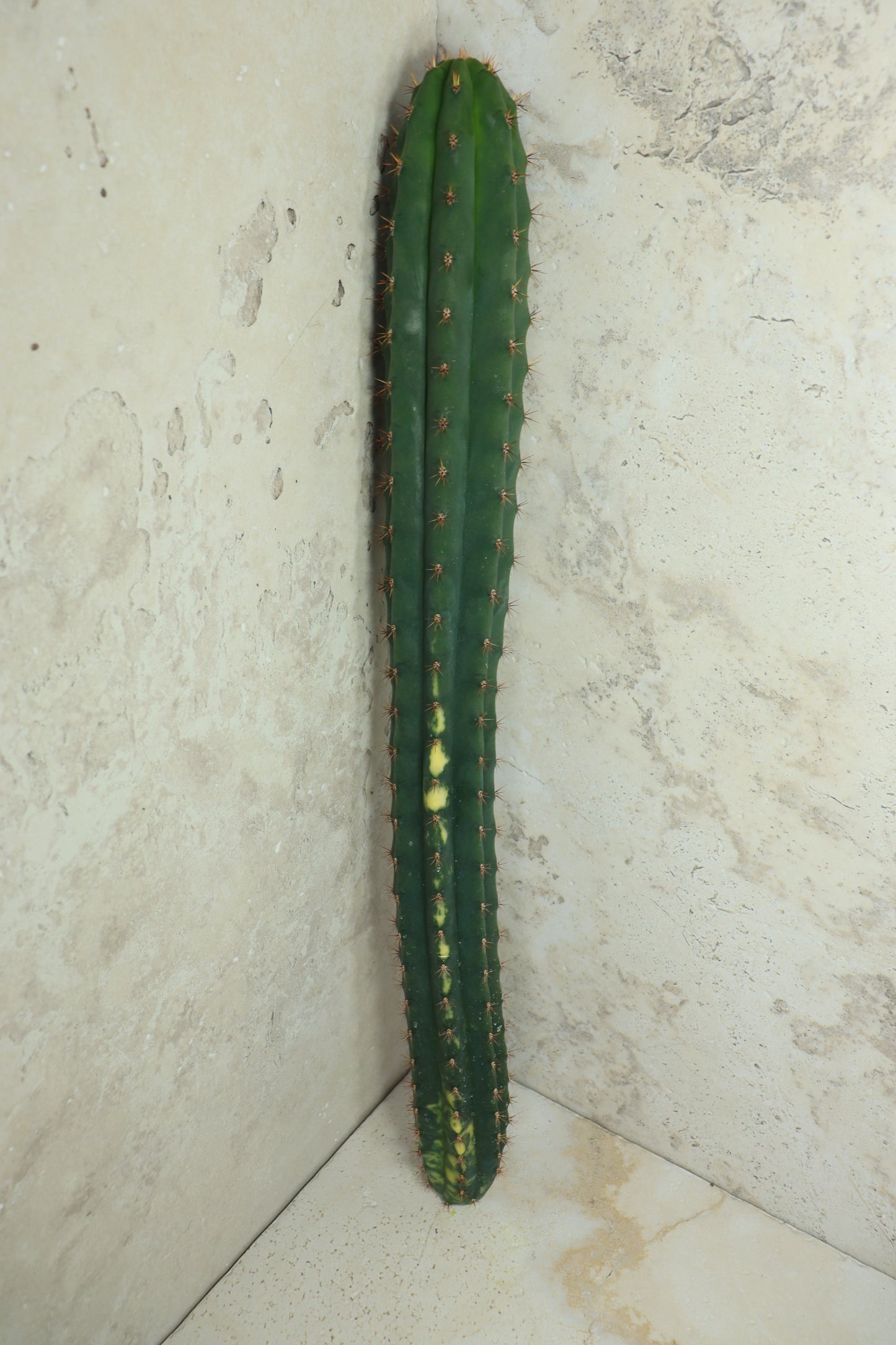 Trichocereus pachanoi Klon 'Ogrod T102' – Einzelstück #0013