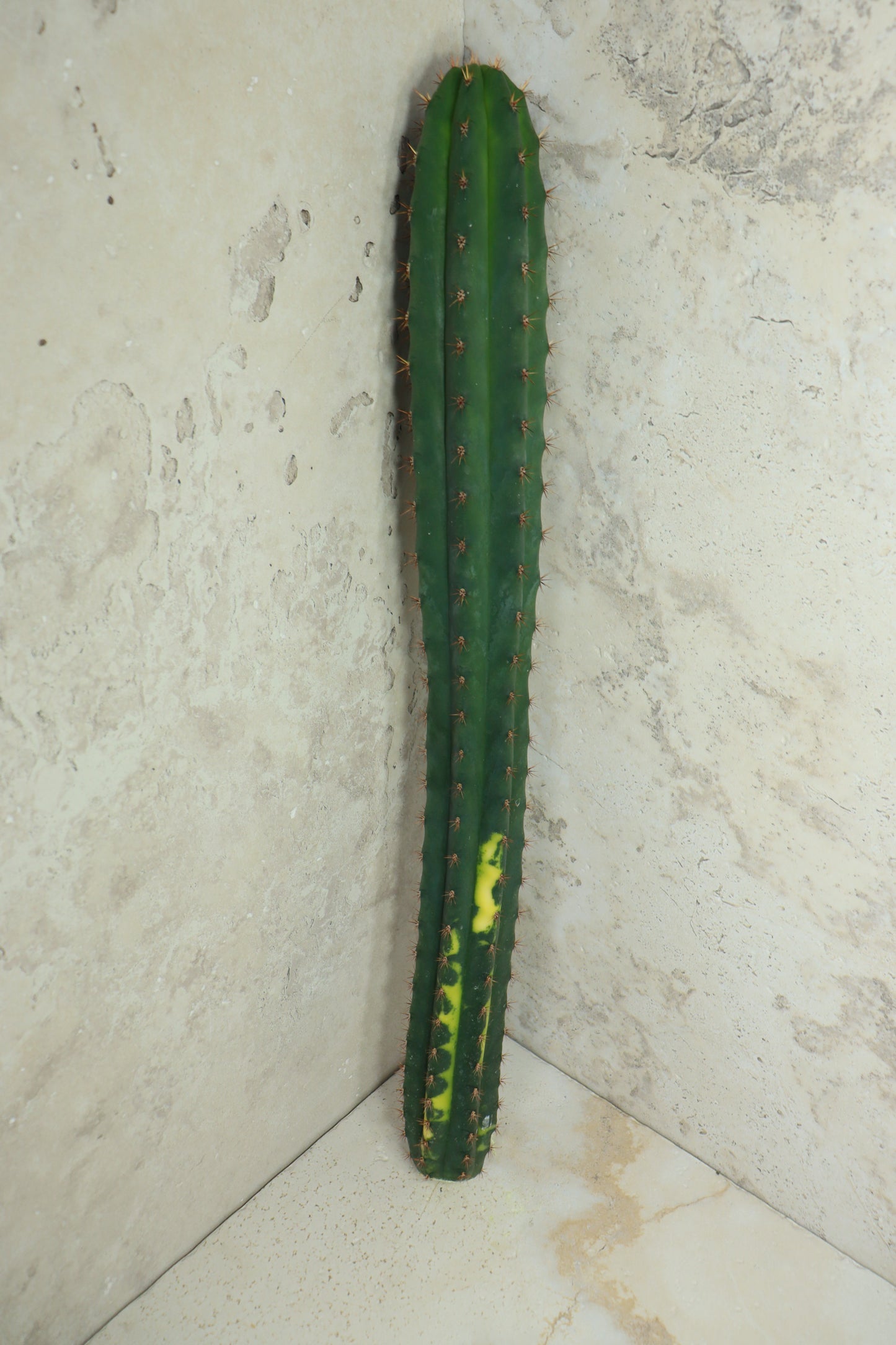 Trichocereus pachanoi Klon 'Ogrod T102' – Einzelstück #0013