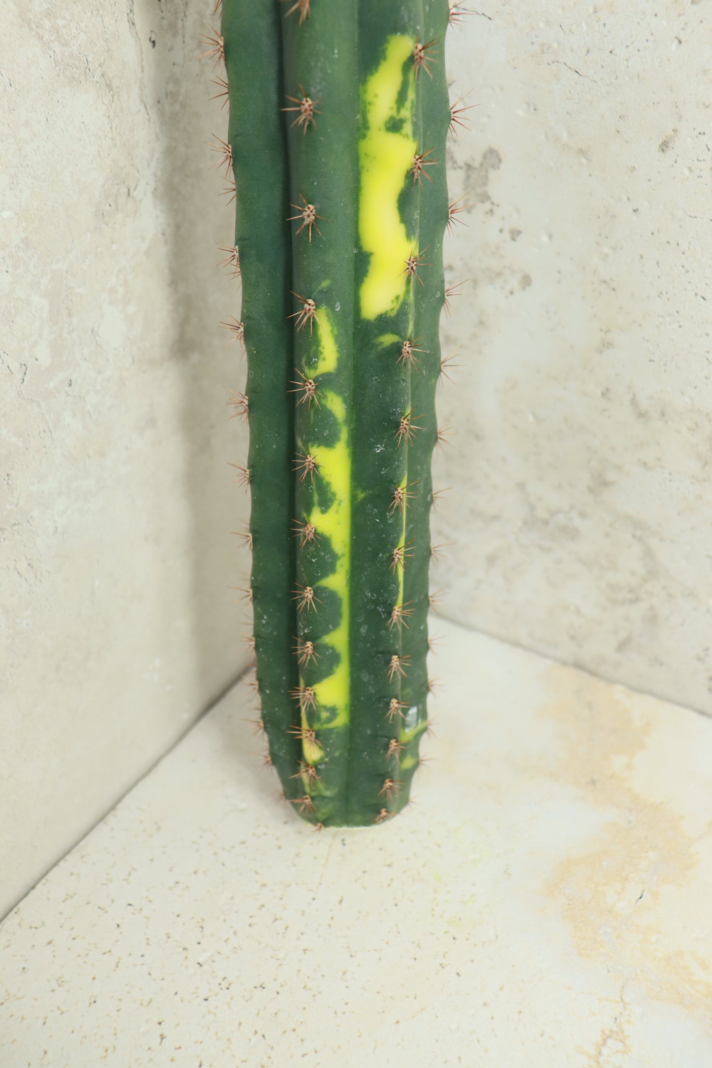 Trichocereus pachanoi Klon 'Ogrod T102' – Einzelstück #0013