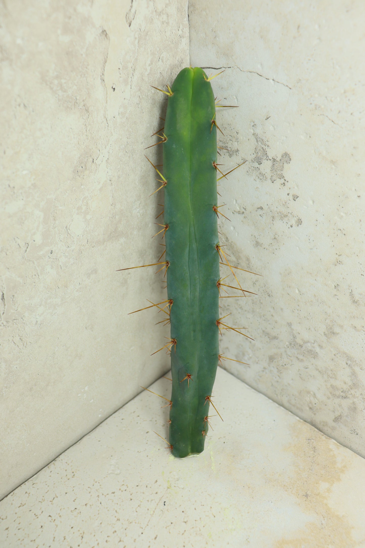 Trichocereus bridgesii Klon 'Sina' – Einzelstück #0014