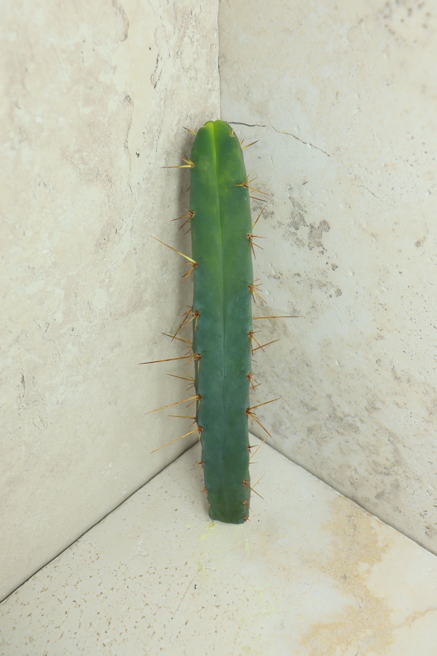 Trichocereus bridgesii Klon 'Sina' – Einzelstück #0014