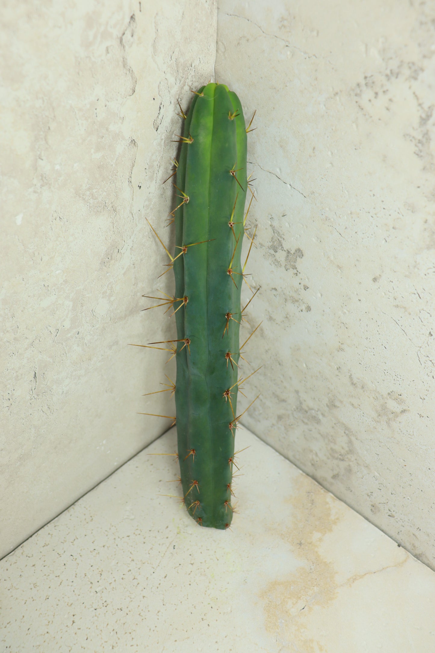 Trichocereus bridgesii Klon 'Sina' – Einzelstück #0015