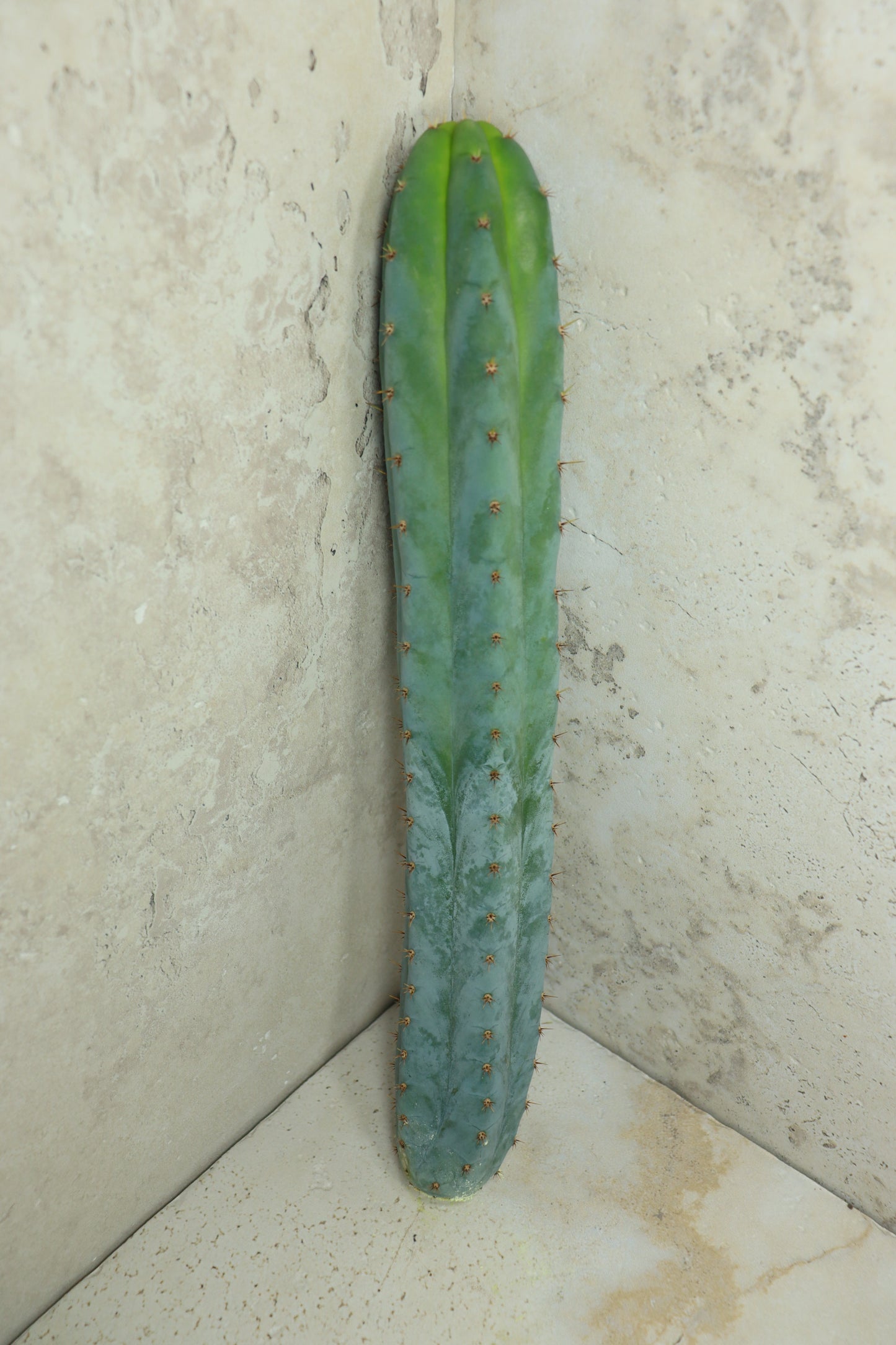 Trichocereus peruvianus Klon 'Sausage' – Einzelstück #0016