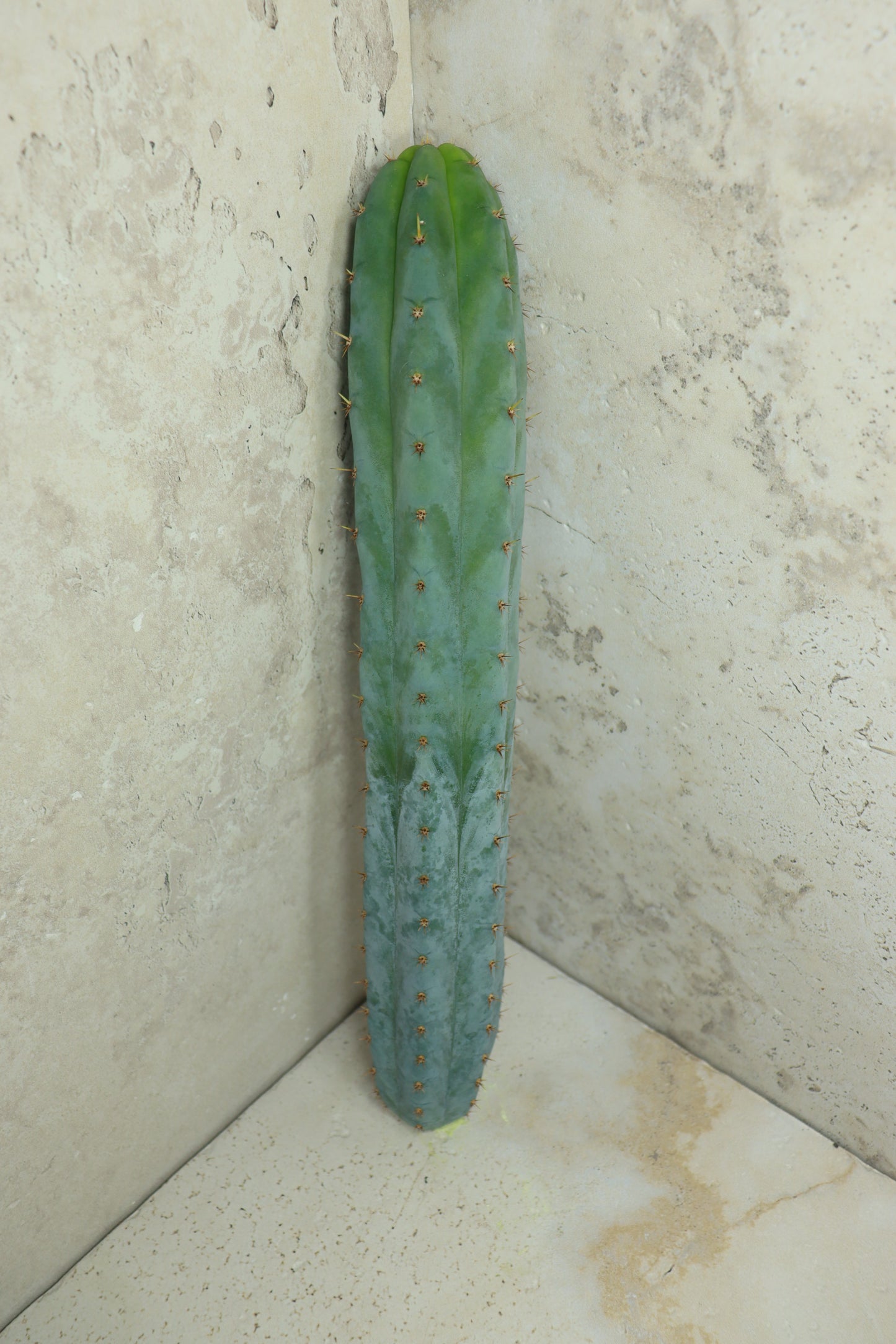 Trichocereus peruvianus Klon 'Sausage' – Einzelstück #0016
