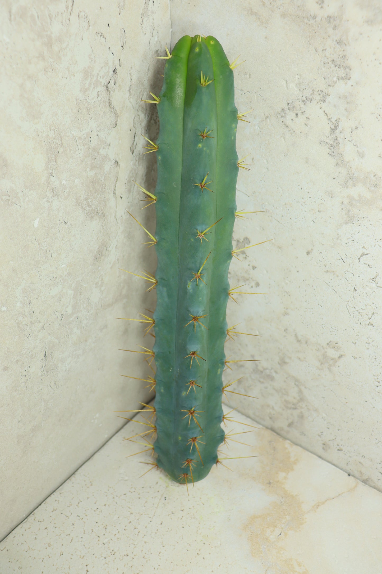 Trichocereus bridgesii Klon 'SS02' – Einzelstück #0017