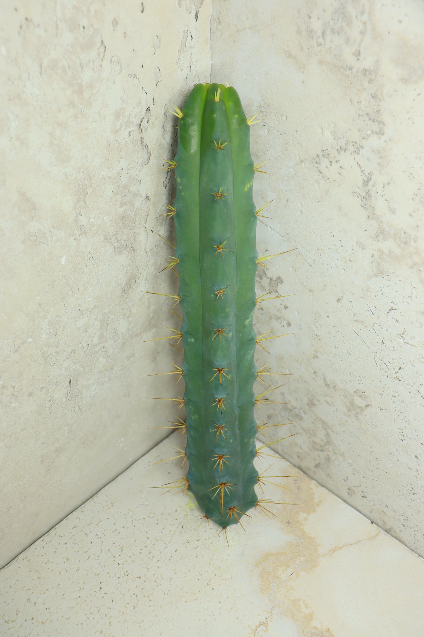 Trichocereus bridgesii Klon 'SS02' – Einzelstück #0017