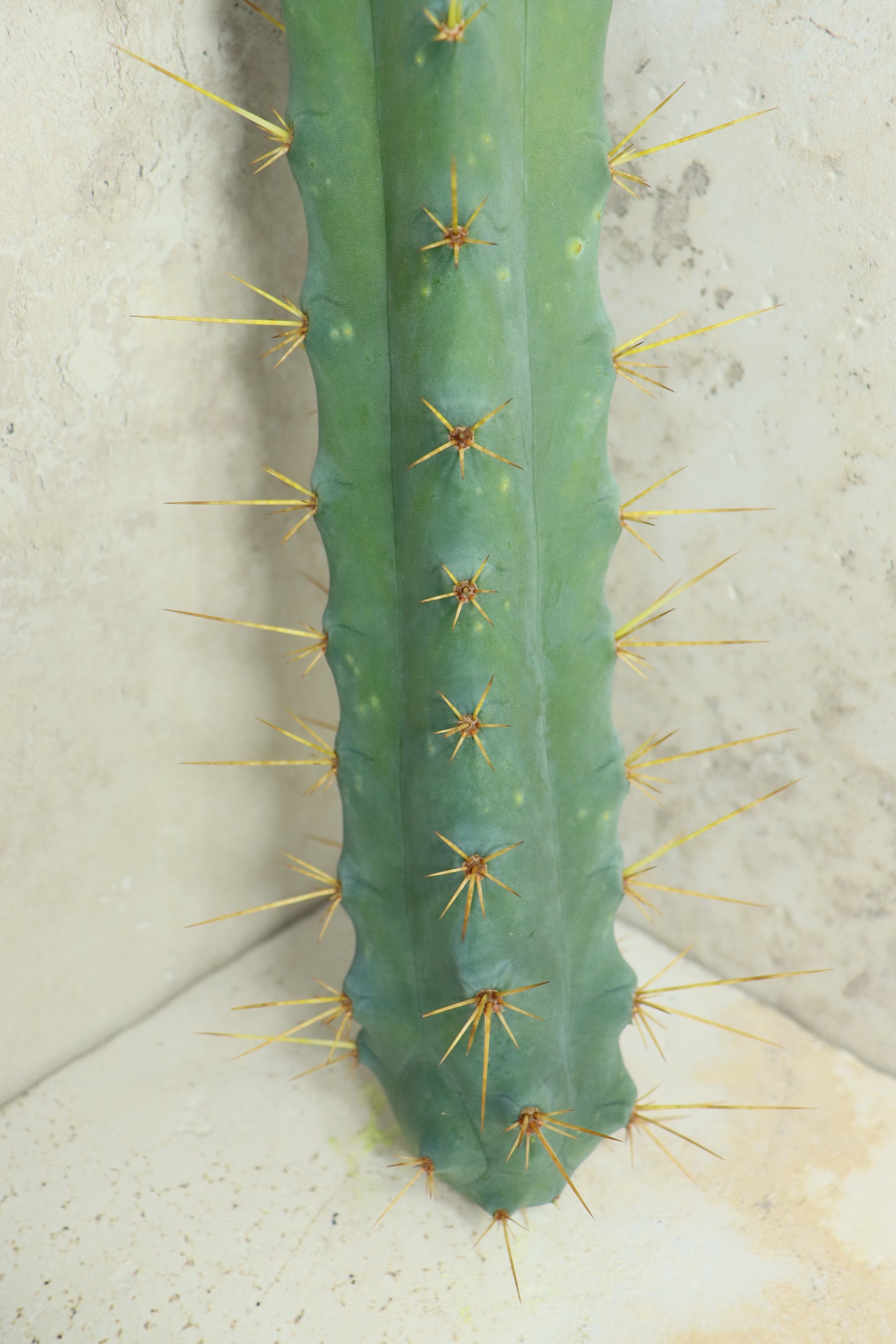 Trichocereus bridgesii Klon 'SS02' – Einzelstück #0017