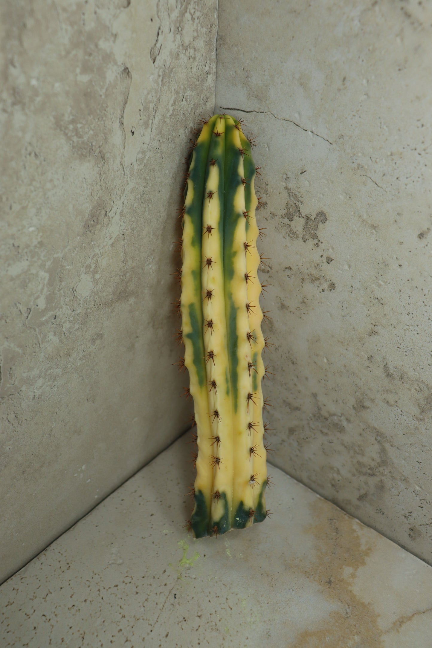 Trichocereus bridgesii Klon 'Yvonne' – Einzelstück #0018