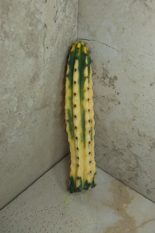 Trichocereus bridgesii Klon 'Yvonne' – Einzelstück #0018