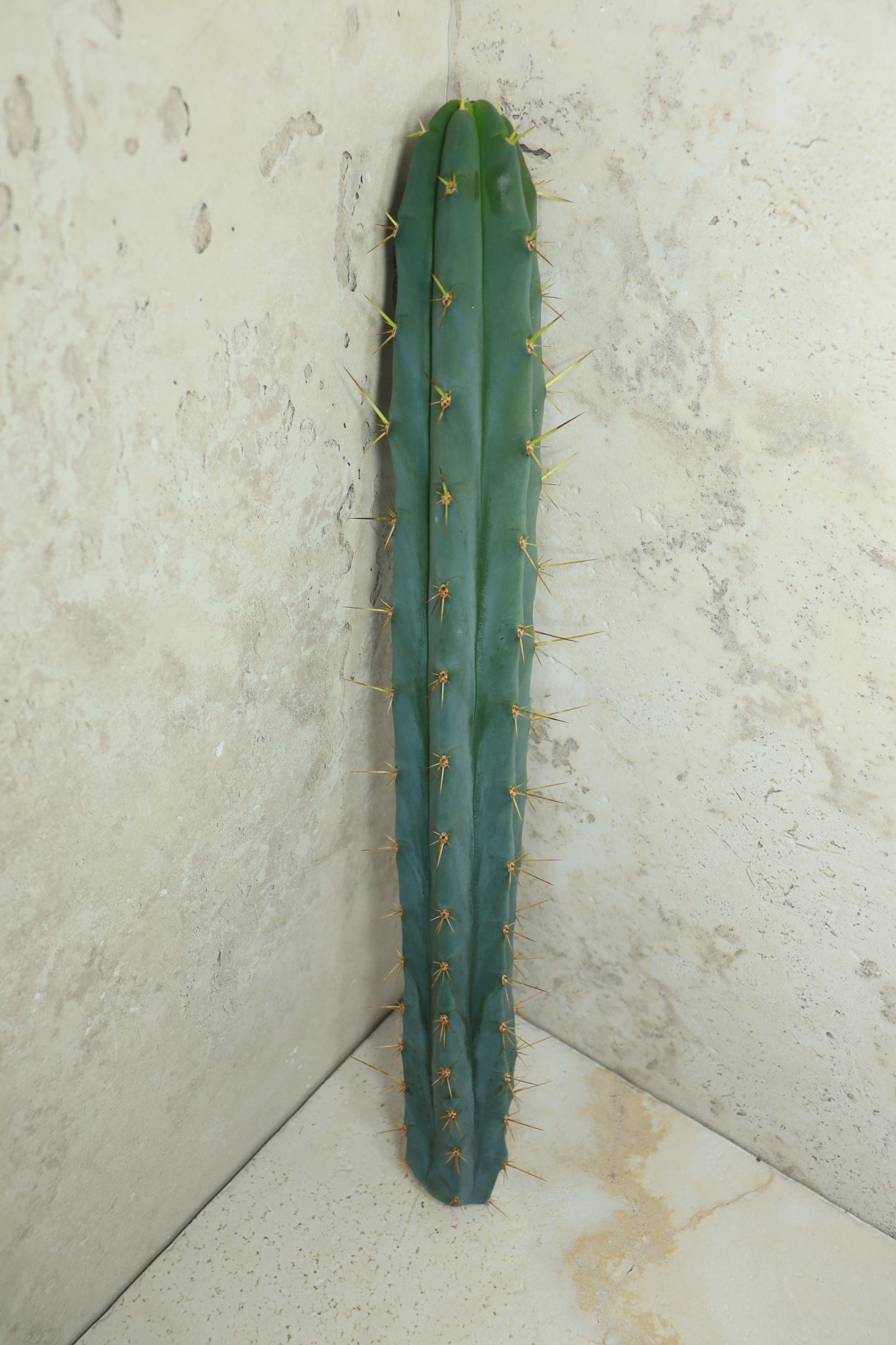 Trichocereus bridgesii Klon 'PsychoO' – Einzelstück #0019