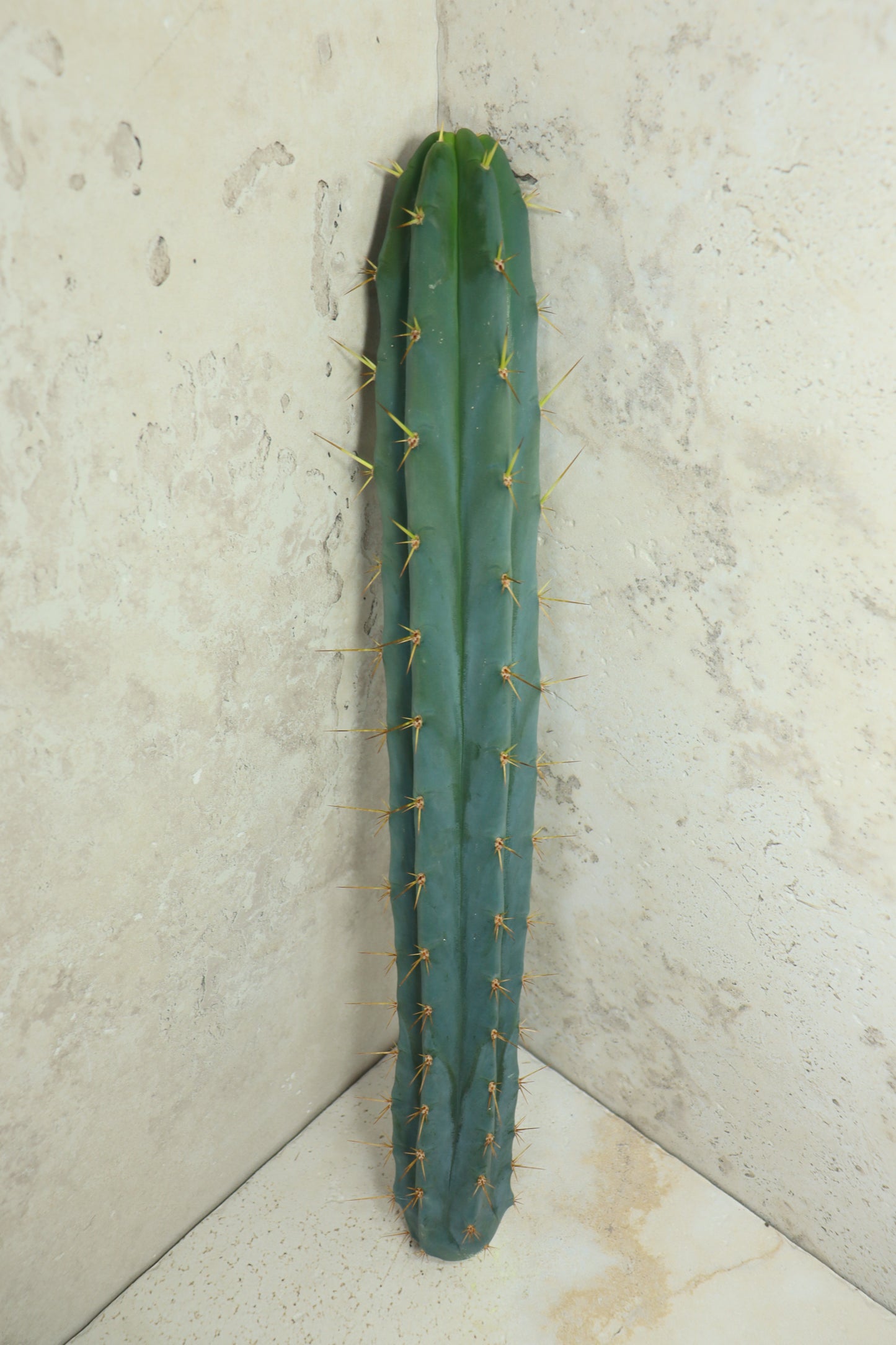 Trichocereus bridgesii Klon 'PsychoO' – Einzelstück #0019