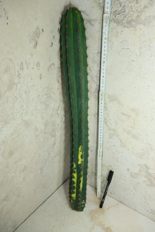 Trichocereus pachanoi Klon 'Ogrod T102' – Einzelstück #0013