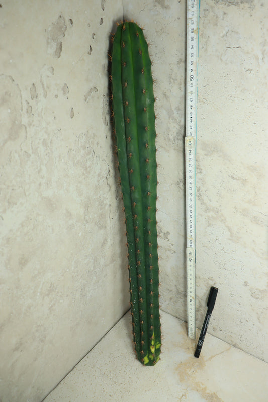Trichocereus pachanoi Klon 'Ogrod T102' – Einzelstück #0012