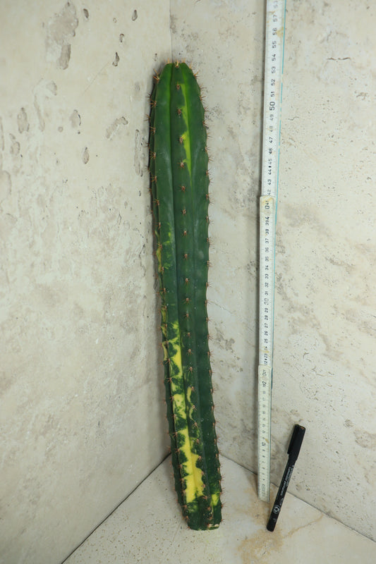 Trichocereus pachanoi Klon 'Ogrod T102' – Einzelstück #0011