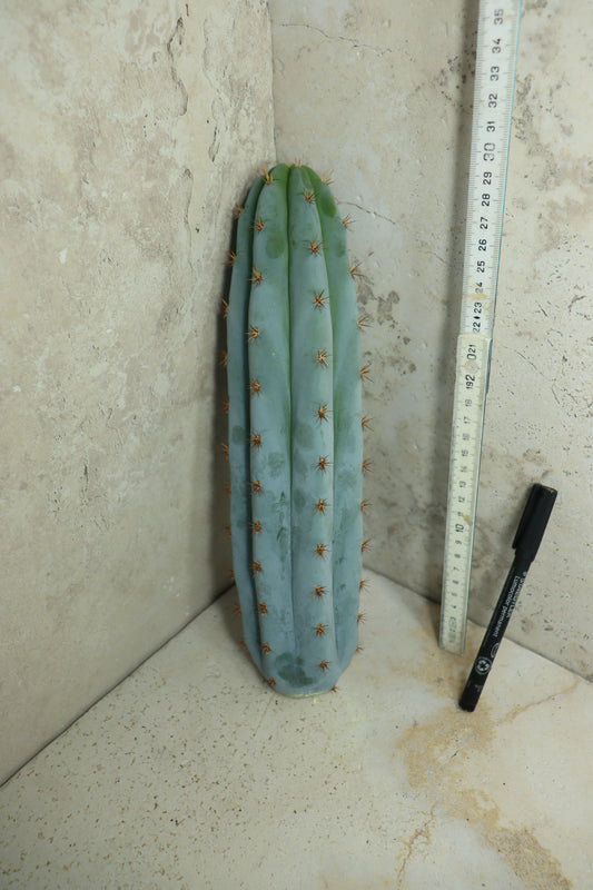 Trichocereus peruvianus Klon 'Sharxx Blue' – Einzelstück #0010