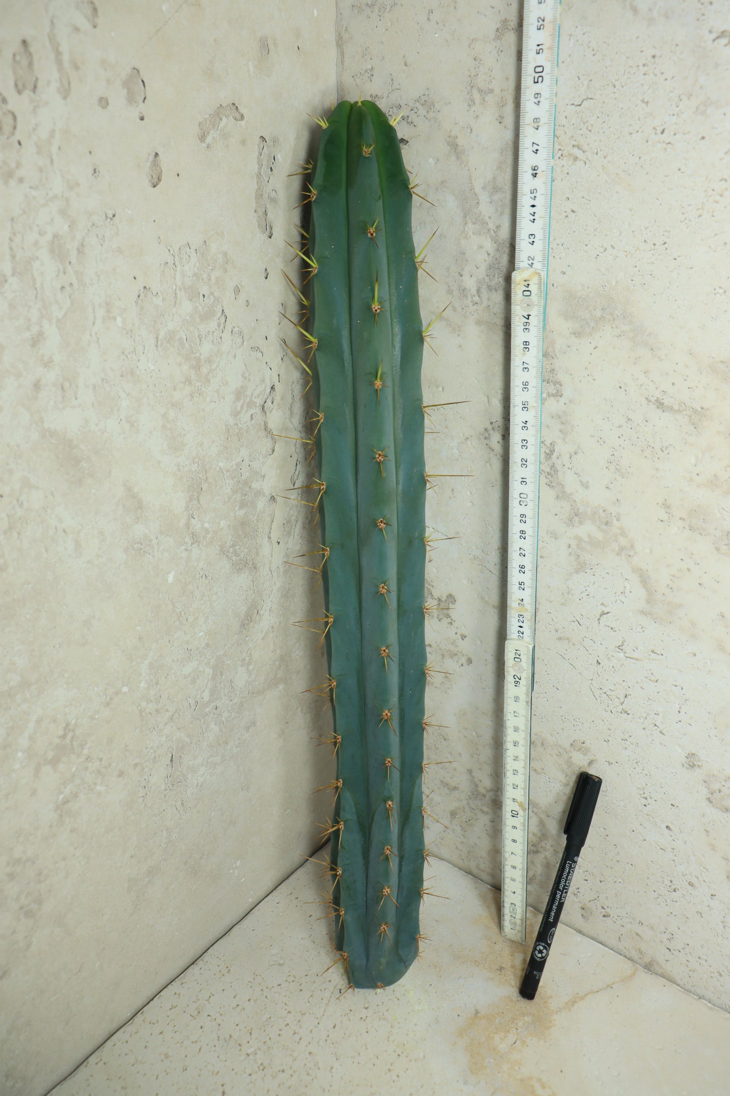 Trichocereus bridgesii Klon 'PsychoO' – Einzelstück #0019