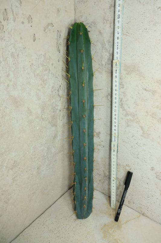 Trichocereus bridgesii Klon 'PsychoO' – Einzelstück #0019