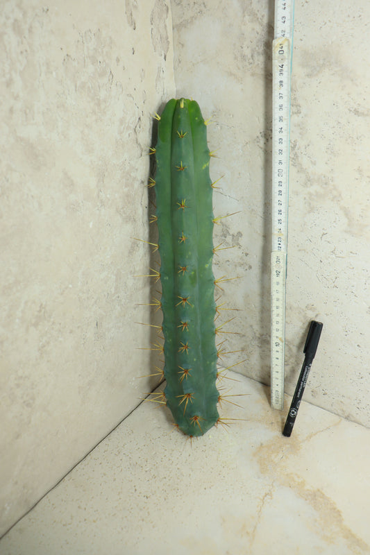 Trichocereus bridgesii Klon 'SS02' – Einzelstück #0017