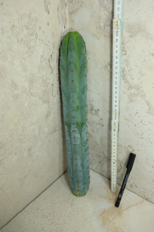 Trichocereus peruvianus Klon 'Sausage' – Einzelstück #0016