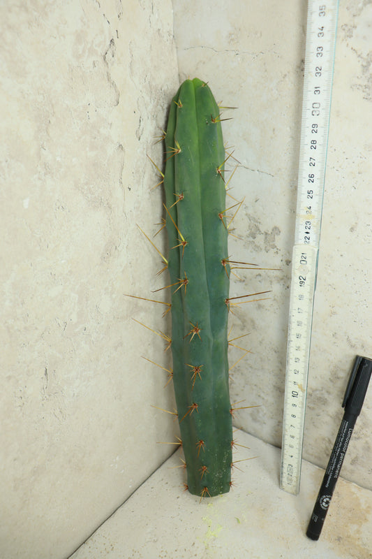Trichocereus bridgesii Klon 'Sina' – Einzelstück #0015