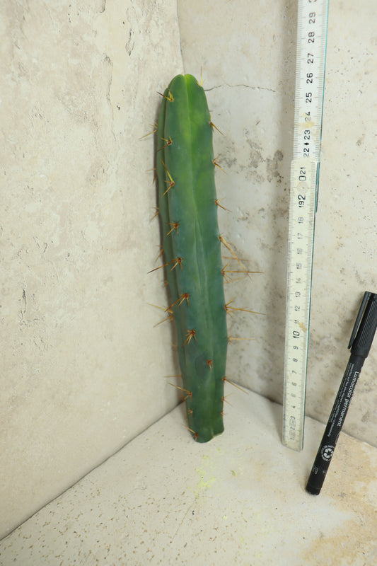 Trichocereus bridgesii Klon 'Sina' – Einzelstück #0014