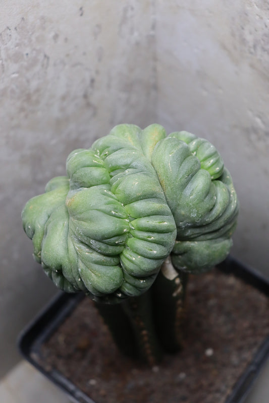 L. diffusa cristata auf Trichocereus pachanoi– Einzelstück #0026