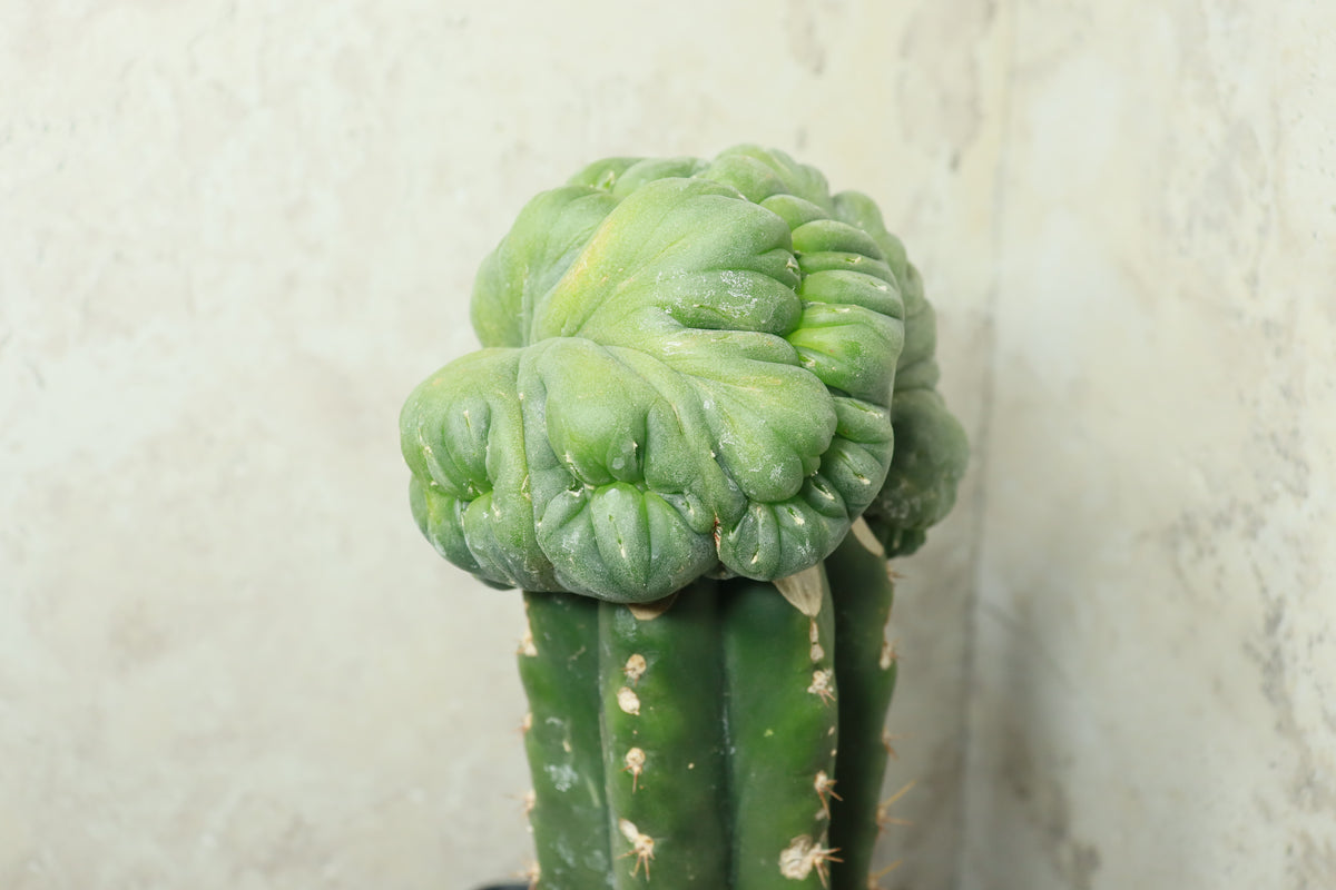 L. diffusa cristata auf Trichocereus pachanoi– Einzelstück #0026