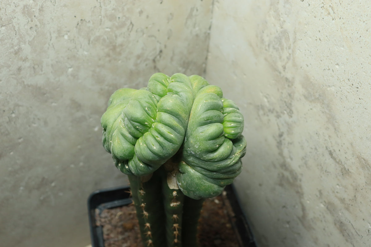 L. diffusa cristata auf Trichocereus pachanoi– Einzelstück #0026
