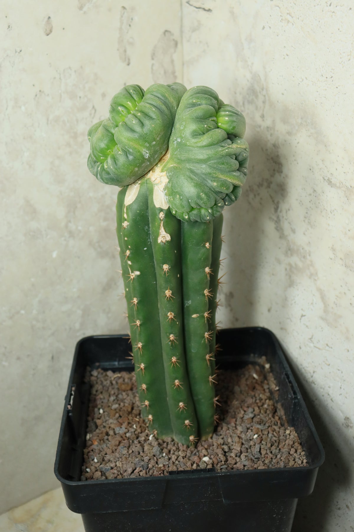 L. diffusa cristata auf Trichocereus pachanoi– Einzelstück #0026