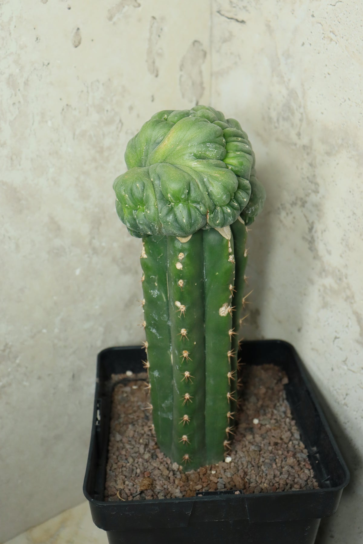 L. diffusa cristata auf Trichocereus pachanoi– Einzelstück #0026