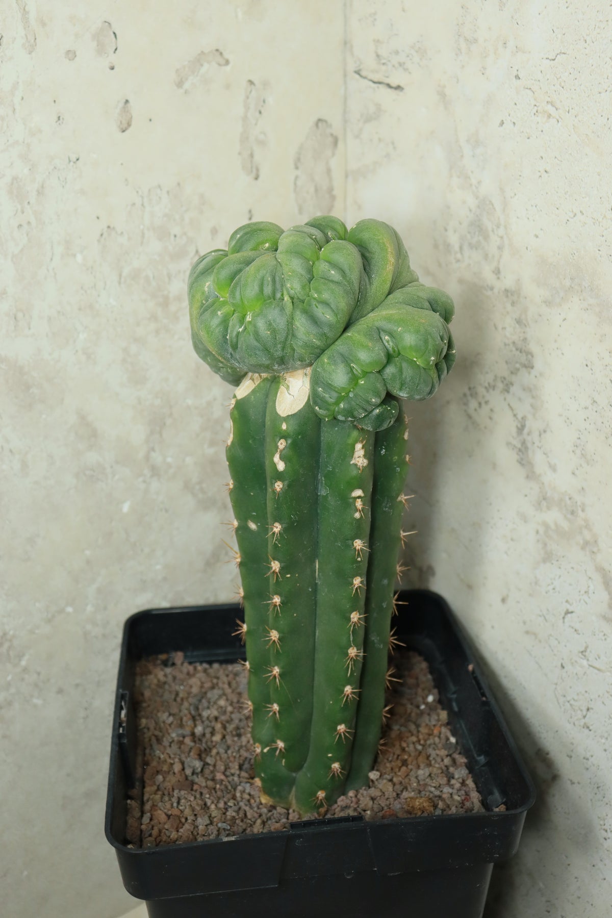 L. diffusa cristata auf Trichocereus pachanoi– Einzelstück #0026
