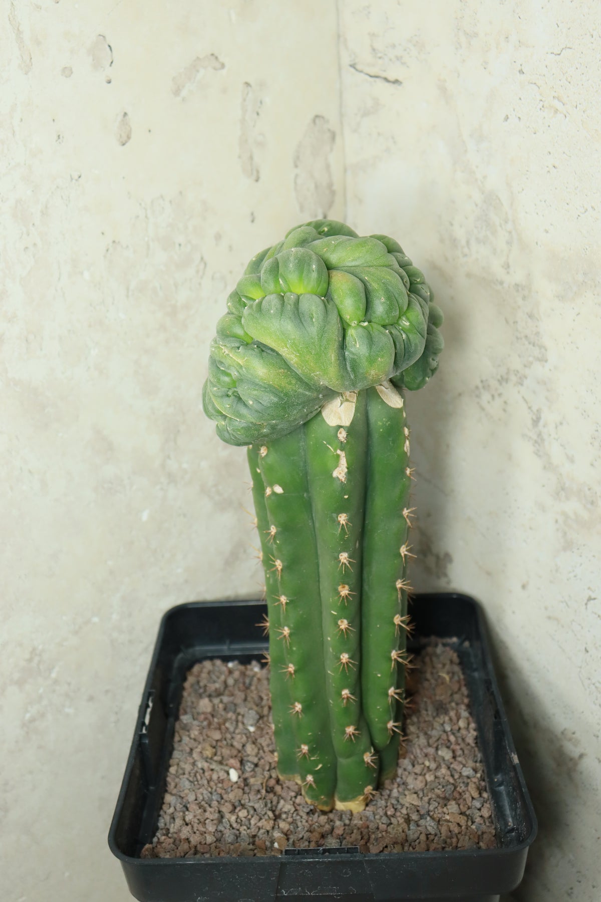 L. diffusa cristata auf Trichocereus pachanoi– Einzelstück #0026
