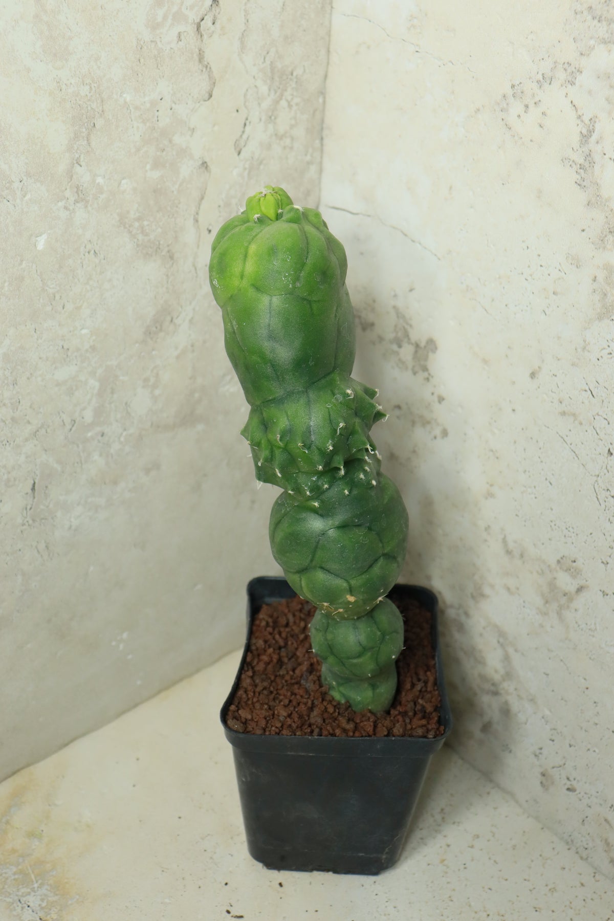 Echinopsis "Butthole" – Einzelstück #0020