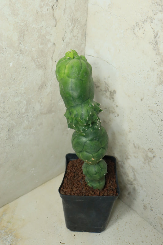 Echinopsis "Butthole" – Einzelstück #0020
